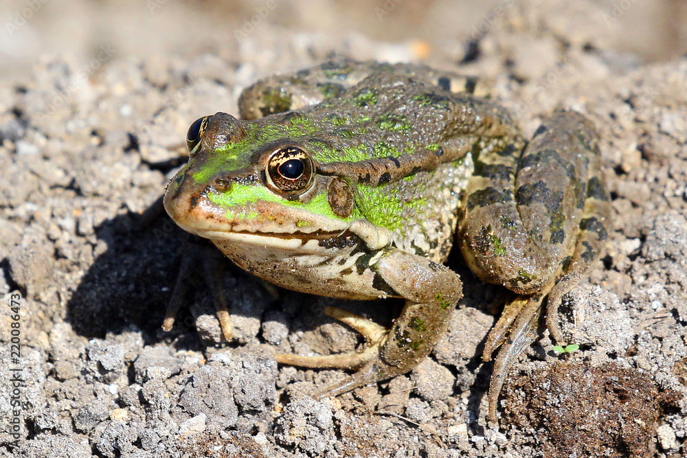 Frog closeup on nature background, riverbank. Ukraine. Frog closeup on nature background, riverbank. Ukraine.