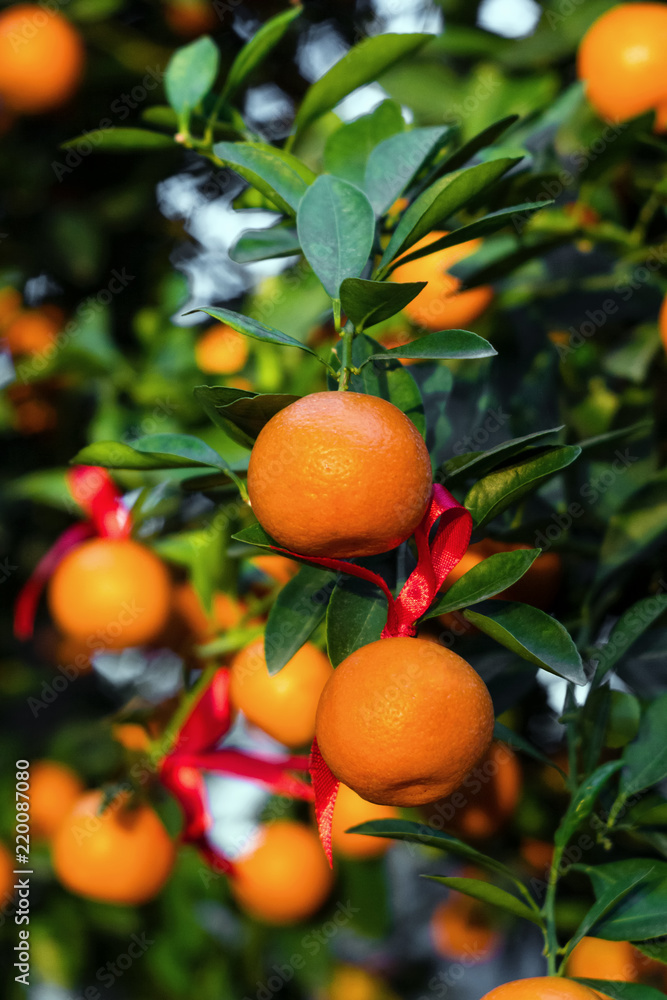 Ripe and fresh tangerines with red ribbons on a tree in a garden. Hoi An, Vietnam. Ripe and fresh tangerines with red ribbons on a tree in a garden. Hoi An, Vietnam.