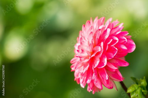 Pinke Pompondahlie  Asteracea  von der Seite in der Morgensonne.