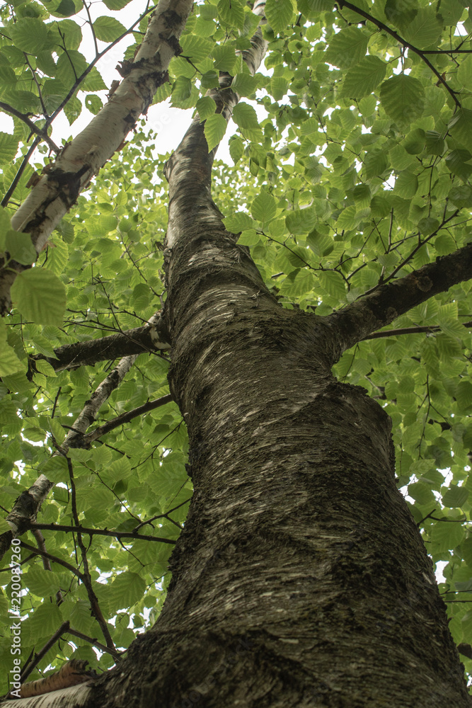 Fototapeta premium Tall Tree Trunk