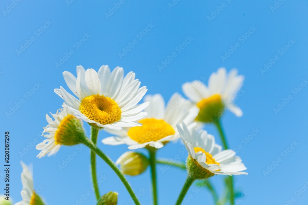 Naturally growing chamomile or daisy flowers Naturally growing chamomile or daisy flowers