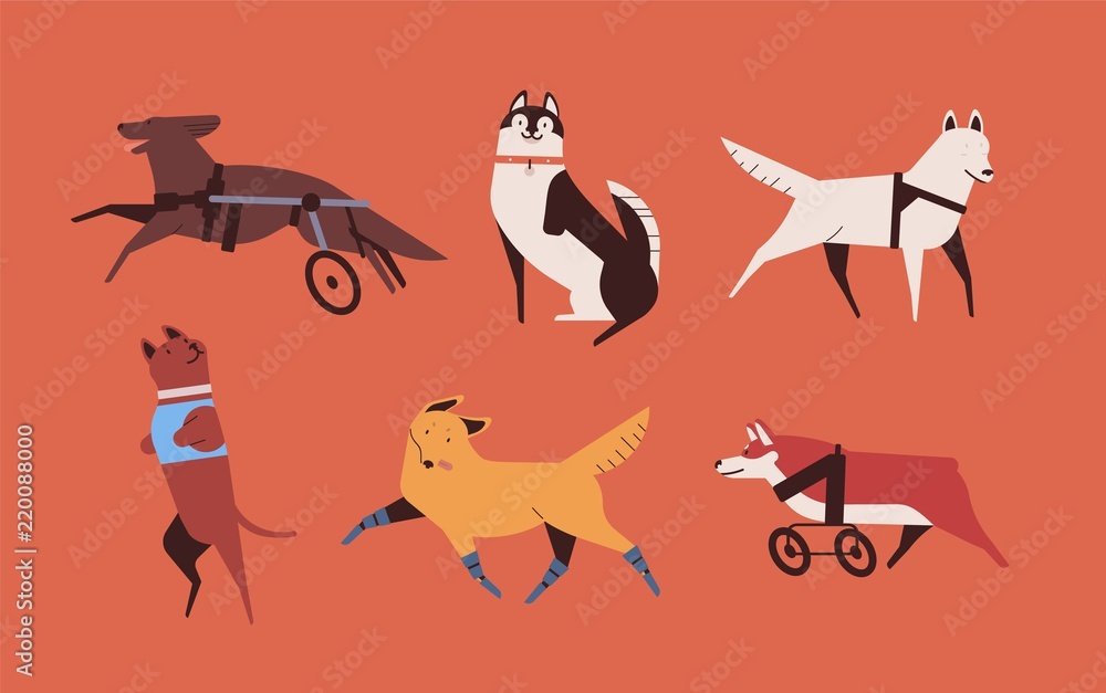 Collection of funny disabled dogs isolated on orange background. Bundle of  happy domestic animals or pets with prosthetic limbs or artificial legs.  Colorful vector illustration in flat cartoon style. Stock Vector
