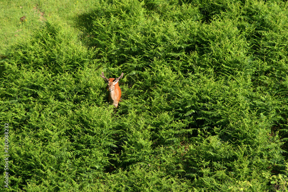 Rehbock in der Natur