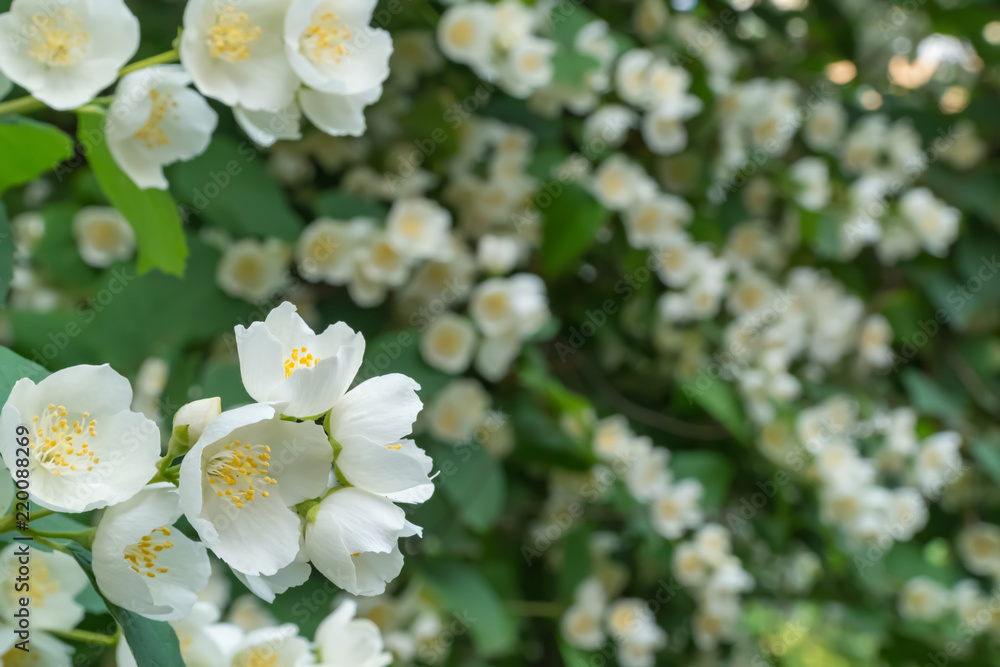 Obraz premium Mock Orange Blooms. Beautiful flowering shrub. Summer