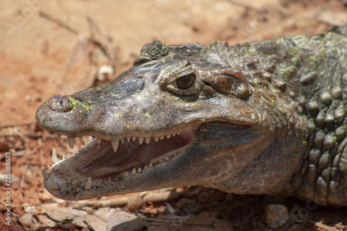 Crocodile © nonthaimage