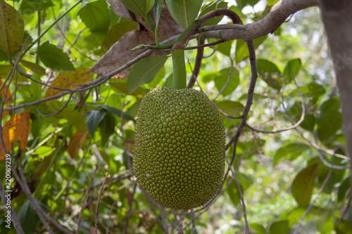 A Jack fruit