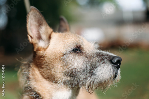 old dog with gray hair.