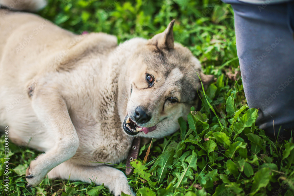 Fototapeta premium merry fat gray husky dog lies on the grass.