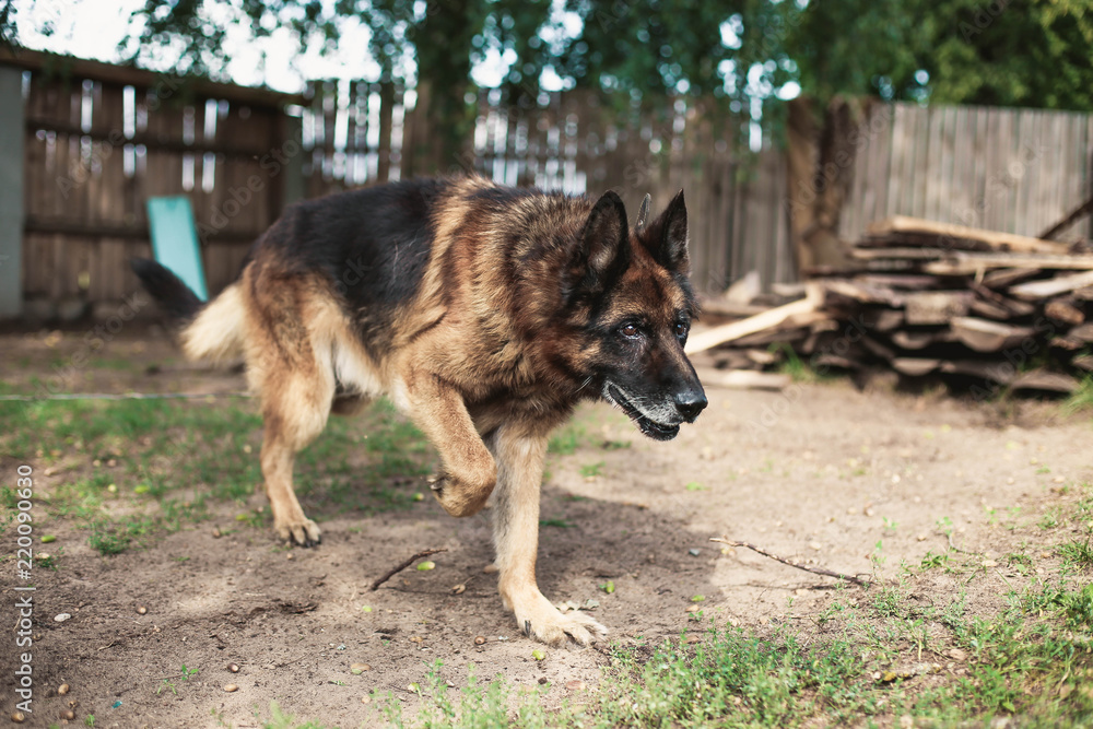 thoroughbred German shepherd for a walk in the summer.
