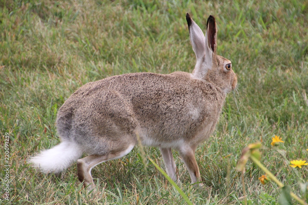 Fototapeta premium Rabbit On Guard, Edmonton, Alberta