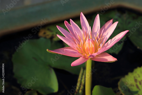 Beautiful pink water lily in sunshine.