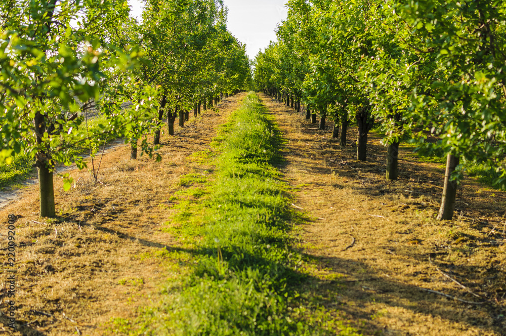 Symmetric view on endless country road between fruit trees lines in beautiful orchard.