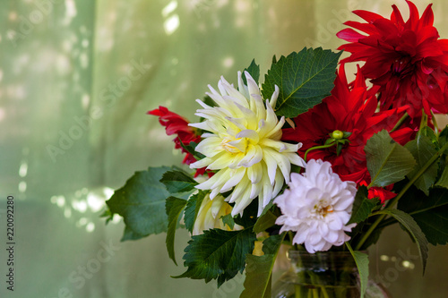 Fototapeta Naklejka Na Ścianę i Meble -  Bunch of dahlia flowers over green garden background banner
