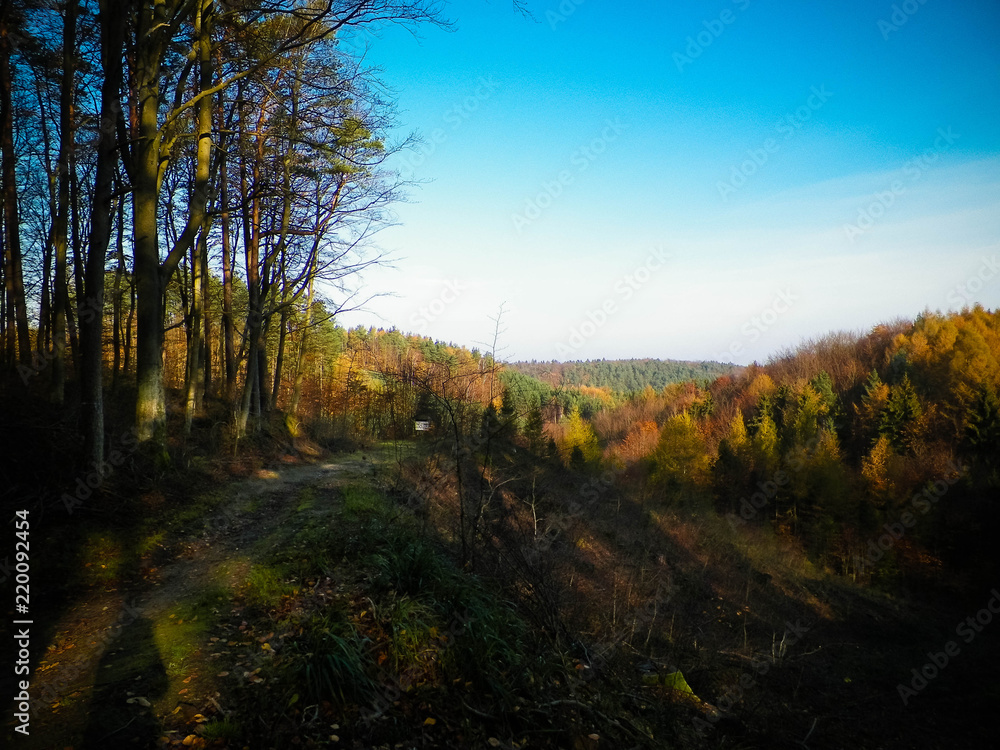 Fototapeta premium Autumnal forest landscape.