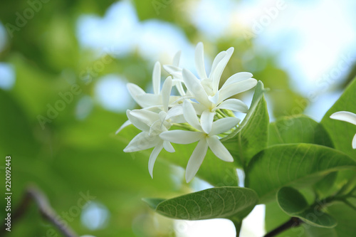 White flowers bunch in asian tropical forest. (Kurchi, Easter tree, Conessi bark, Tellicherry tree)
