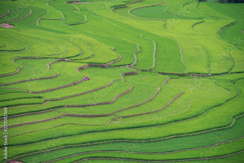 Rice terrace in Vietnam