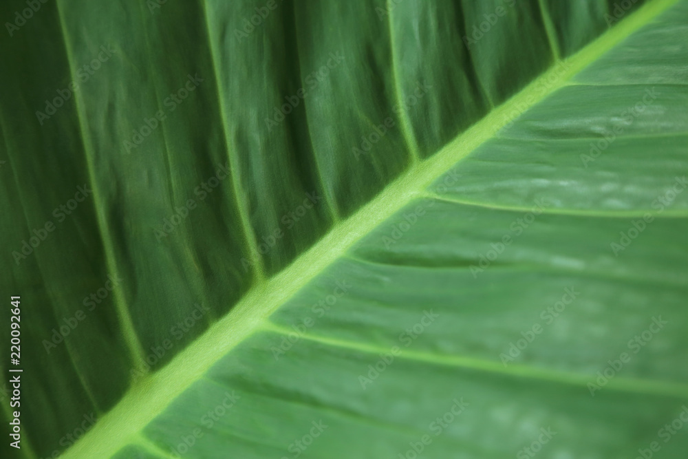 Blurred green leaf. Abstract pattern textured background. Blurred green leaf. Abstract pattern textured background.