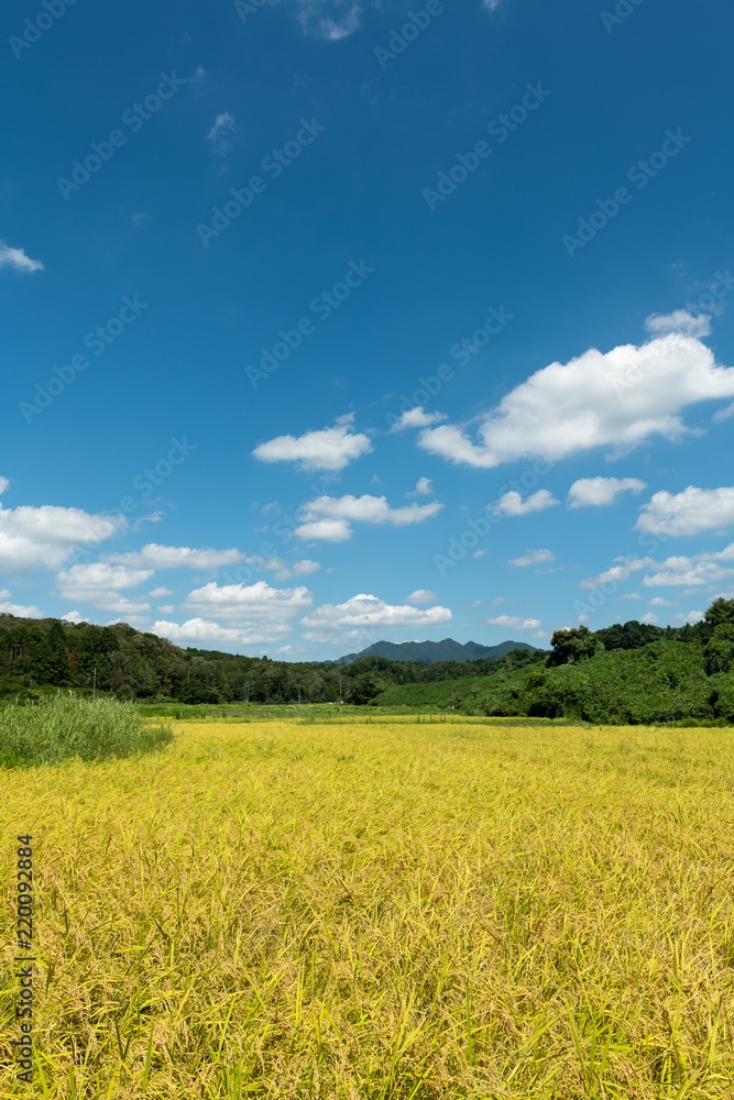 黄金色の田