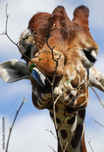 Photography A giraffes tongue