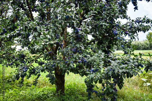 Organic blue plums on the tree in a garden