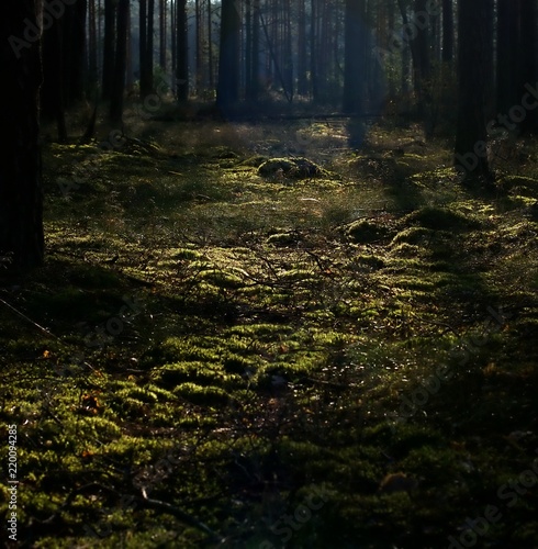 Fototapeta Naklejka Na Ścianę i Meble -  Sunny morning in the forest