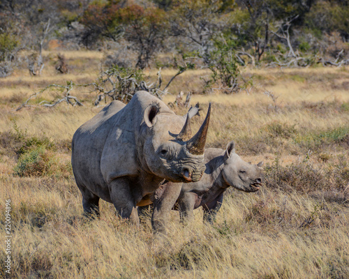 Black Rhino mother and calf