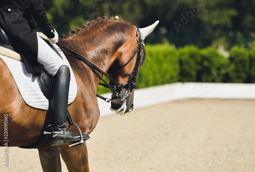 Dressage competition, bay horse and rider in black uniform. Equestrian sport background. Beautiful horse portrait during equine show. © taylon