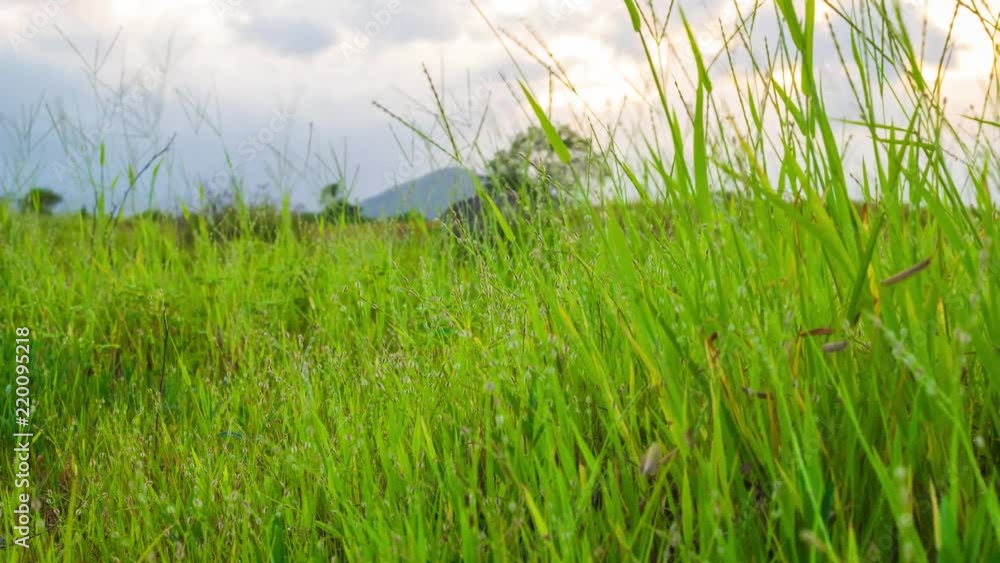Close up time lapse of wind in the grass. Close up time lapse of wind in the grass.