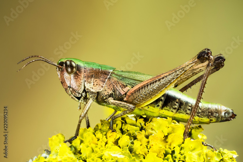 Fototapeta Lesser Marsh Grasshopper, Chorthippus albomarginatus, Omocestus viridulus, Commo
