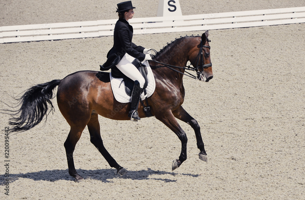 Young elegant rider woman and isabelline horse. Beautiful girl at advanced dressage test on equestrian competition. Professional female horse rider, equine theme. Young elegant rider woman and isabelline horse. Beautiful girl at advanced dressage test on equestrian competition. Professional female horse rider, equine theme.