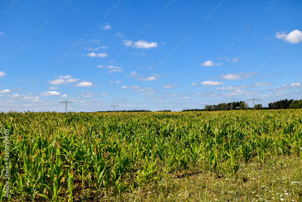 Corn field that has weathered the heat of summer, in front of a blue sky.