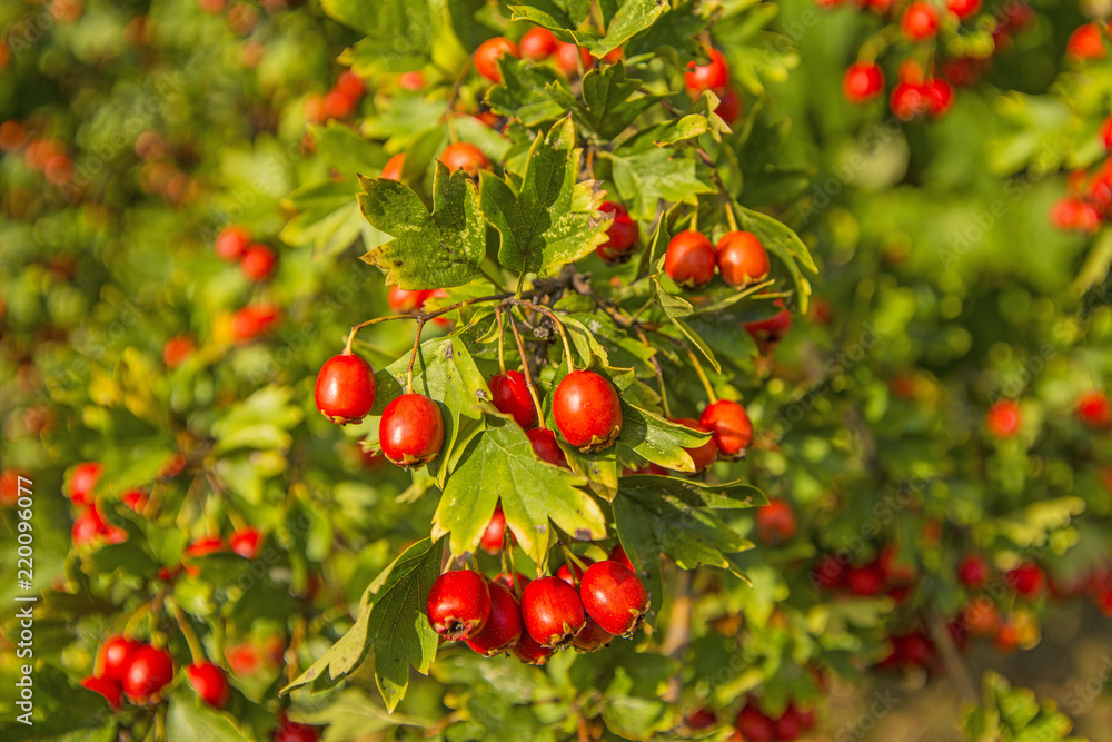 Hawthorn fruits, ripe on a tree