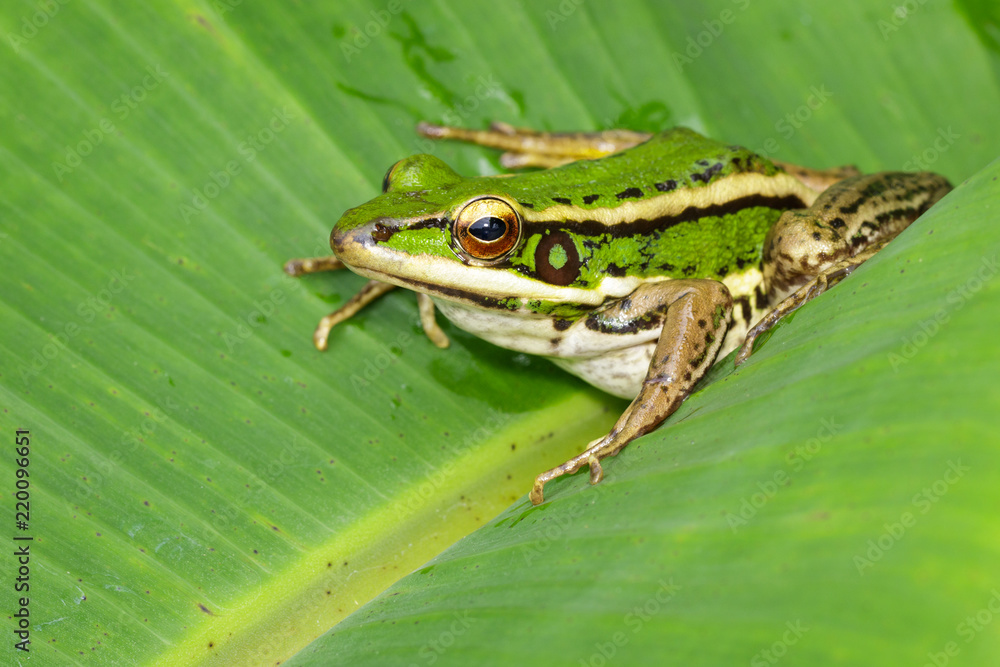 Image of paddy field green frog or Green Paddy Frog (Rana erythraea) on the green leaf. Amphibian. Animal. Image of paddy field green frog or Green Paddy Frog (Rana erythraea) on the green leaf. Amphibian. Animal.