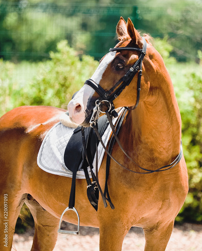 Beautiful horse portrait during dressage competition. Equestrian sport background. © taylon