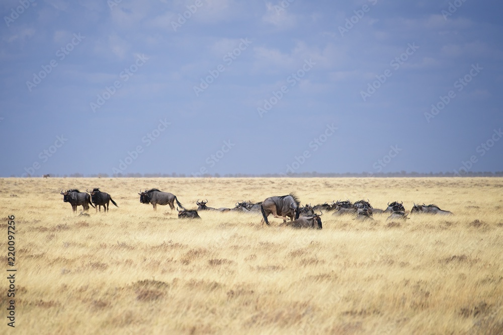 Namibia Etosha National Park Wildebeest