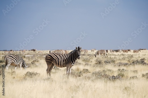 Namibia Etosha National Park Zebra Herd