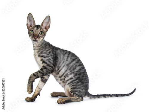 Cuadro en lienzo Black tabby Cornish Rex kitten sitting side ways with one paw lifted in air, loo