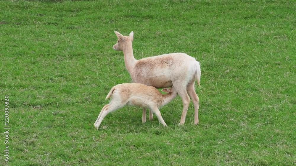 Young Fallow Deer Suckling ( dama dama ) Young Fallow Deer Suckling ( dama dama )