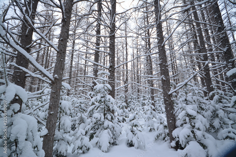 Fototapeta premium 原生林