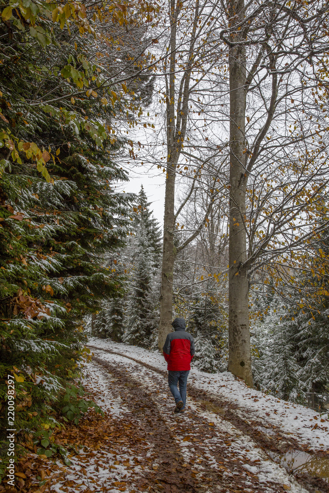 Obraz premium winter and snow scenes