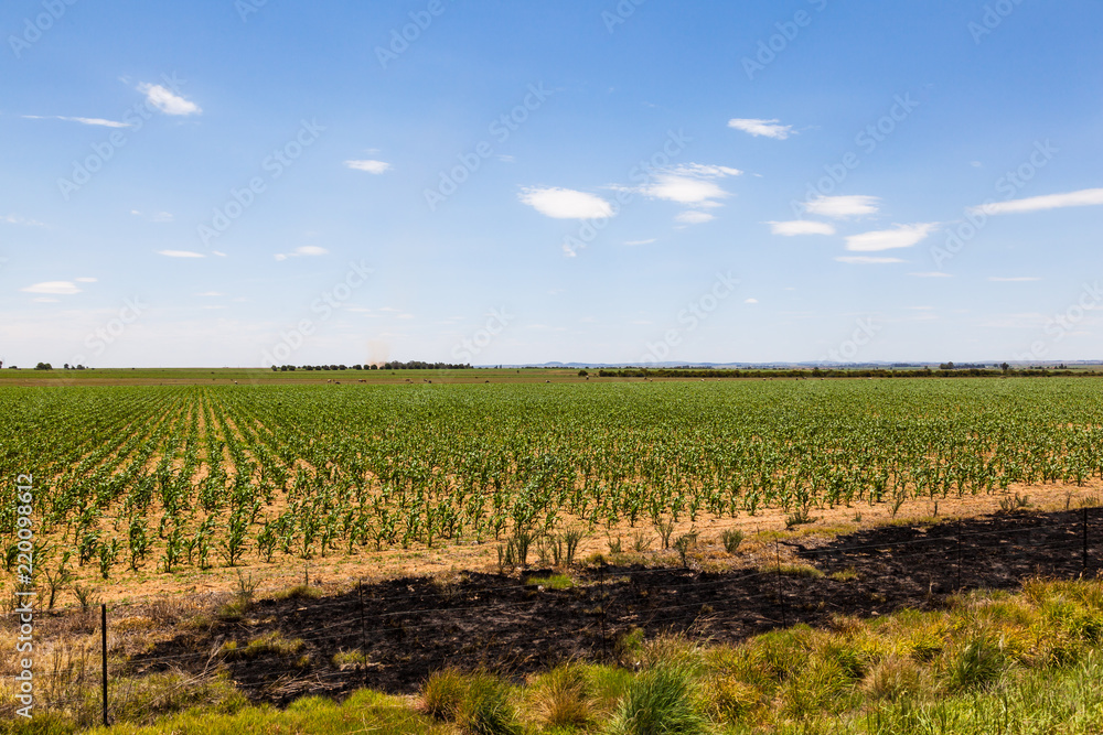 Farm fields with young corn growing in Free state, South Africa.
