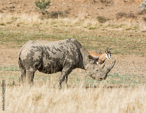 Fototapeta Naklejka Na Ścianę i Meble -  Black Rhinoceros