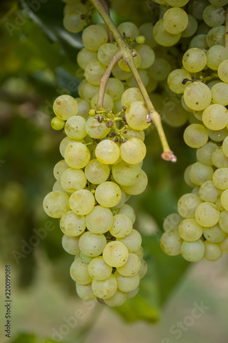 white bunch of grapes ready for harvest