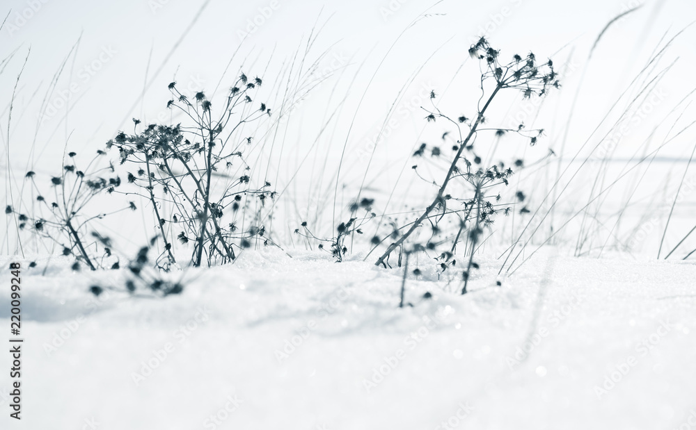 Fototapeta premium Dry flowers on a snowdrift in winter season