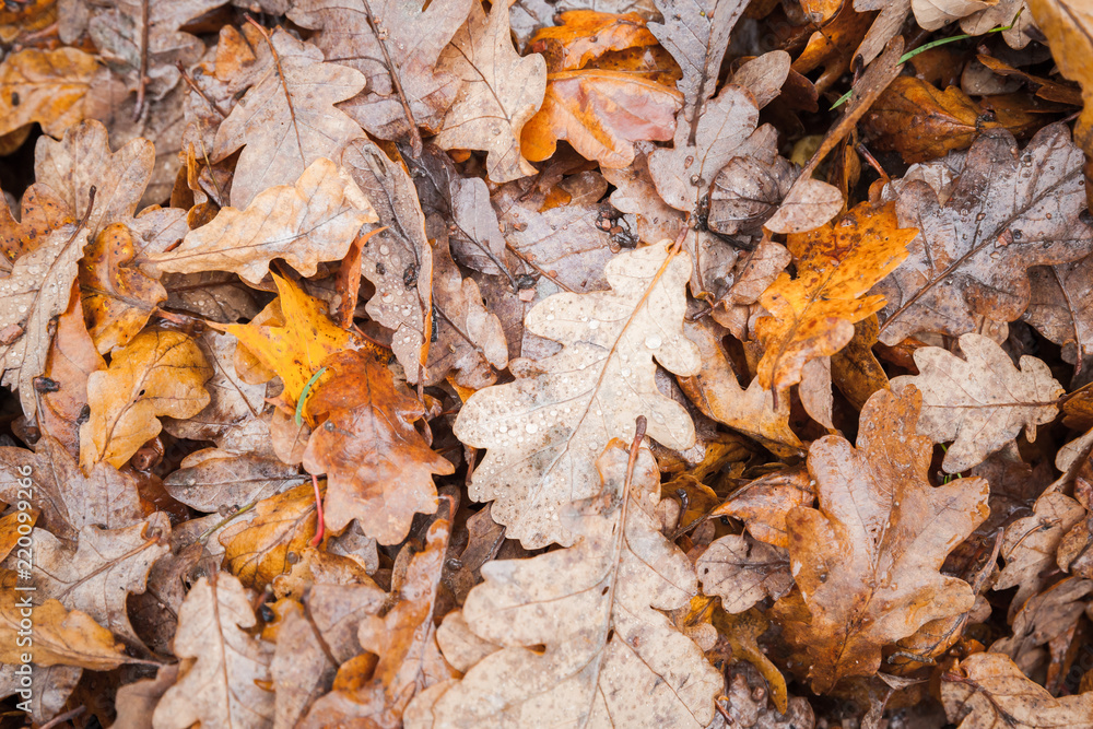 Fallen oak tree leaves lay on ground in park Fallen oak tree leaves lay on ground in park