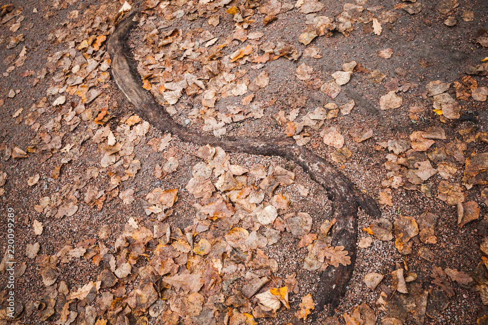 Curved tree root sticks out across the road Curved tree root sticks out across the road
