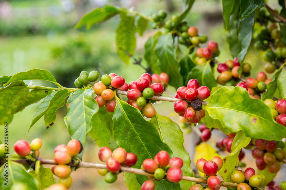 Coffee beans fruit on tree in farm. Coffee beans fruit on tree in farm.