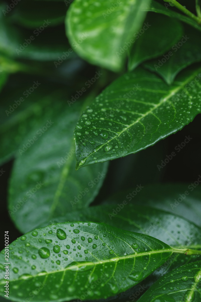 close up of leaves with water drops after dew close up of leaves with water drops after dew