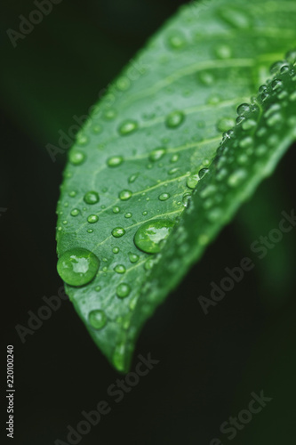 close up of green leaf with water drops after rain © LIGHTFIELD STUDIOS