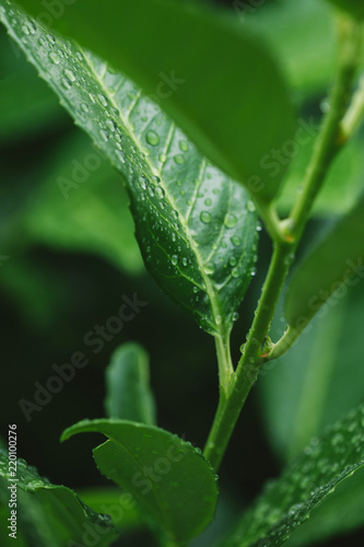 green plant with leaves and water drops after rain © LIGHTFIELD STUDIOS